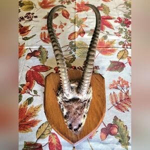Vintage African Antelope Gazelle Horn Shoulder Mount Taxidermy On Wooden Plaque